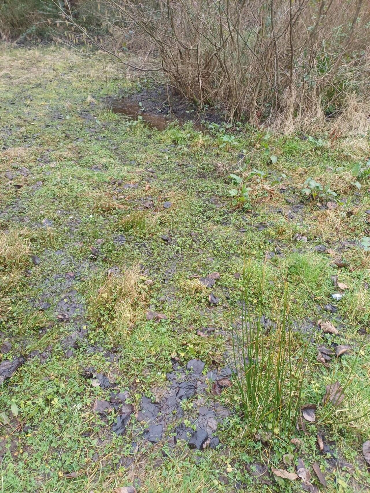 Before installation: waterlogged ground adjacent to the path, the worst-affected area